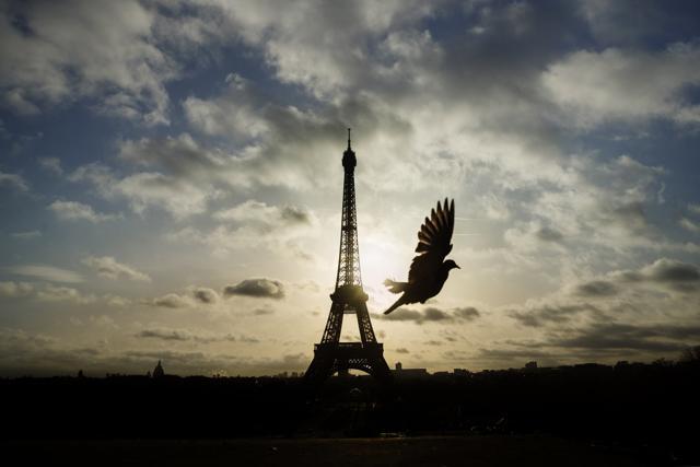 A bird flies in front of the Eiffel Tower , which remained closed on the first of three days of national mourning, in Paris. (AP)