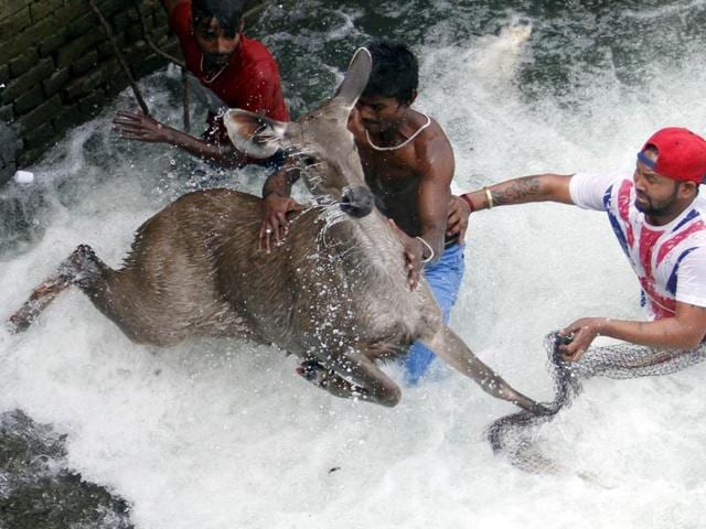 The deer was rescued after a five-hour-long operation.(HT Photo) The deer was rescued after a five-hour-long operation.(HT Photo)