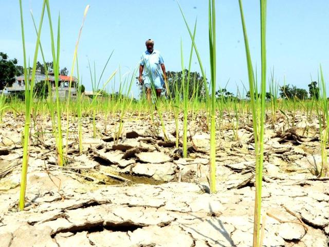 Less than a quarter of India’s farmers insure their crops under three state-bankrolled polices, which are cumbersome and archaic.(File Photo) Less than a quarter of India’s farmers insure their crops under three state-bankrolled polices, which are cumbersome and archaic.(File Photo)