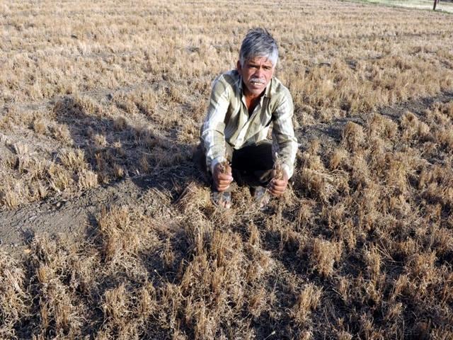 The farmers not only need access to climate-resistant varieties across agrarian products, but such interventions have to reach them before a natural disaster actually strikes.(Representative Photo: Arun Mondhe/ HT) The farmers not only need access to climate-resistant varieties across agrarian products, but such interventions have to reach them before a natural disaster actually strikes.(Representative Photo: Arun Mondhe/ HT)