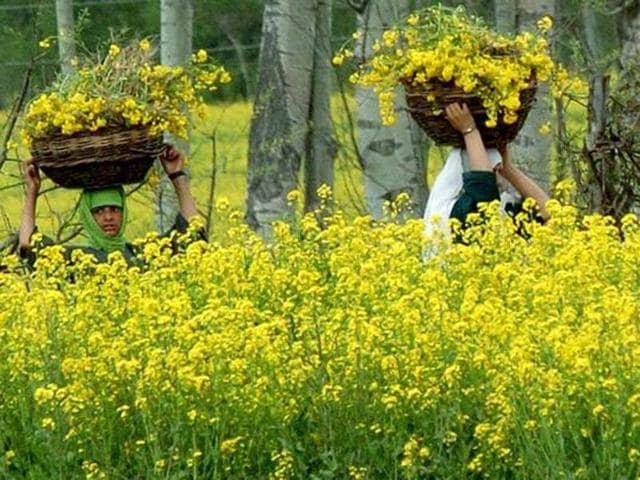 Pental is the chief developer of GM mustard in India.(AFP File Photo)