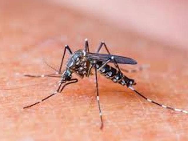According to the data, the number of dengue patients admitted to different hospitals of the city is 1,688 while those from other districts. (HT Photo) According to the data, the number of dengue patients admitted to different hospitals of the city is 1,688 while those from other districts. (HT Photo)