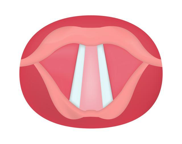The vocal cords, what scientists call “vocal folds,” sit inside the larynx or voice box, near the Adam’s apple in the neck. (Shutterstock) The vocal cords, what scientists call “vocal folds,” sit inside the larynx or voice box, near the Adam’s apple in the neck. (Shutterstock)