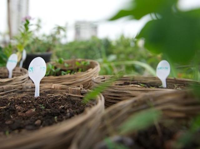 The rooftop nursery at Flyover Farms