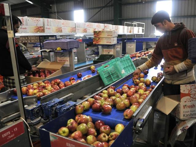 Workers picking out the best of the lot as they pack the apples into boxes. (Waseem Andrabi/HT Photo)