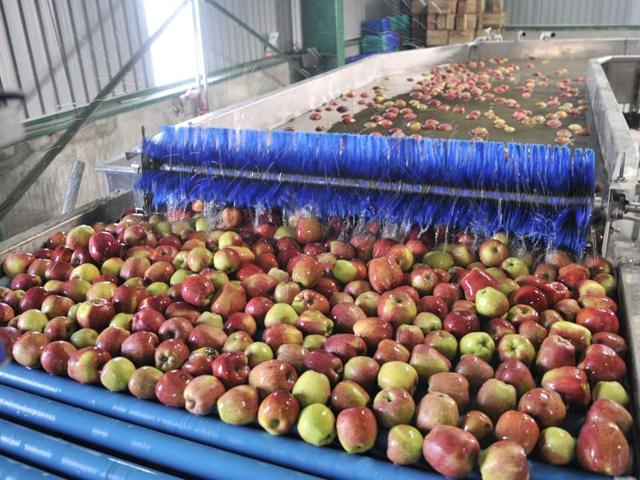 Kashmir is one of the largest producers of apples in the country. Here, newly-harvested apples being washed at the Lassipora cold storage in Pulwama . (Waseem Andrabi/HT Photo)