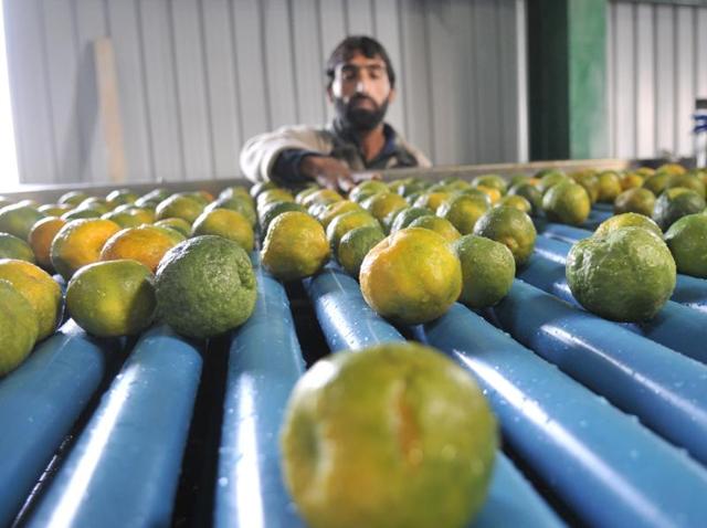 Oranges being washed at the Lassipora cold storage in Pulwama on Thursday. (Waseem Andrabi/HT Photo)