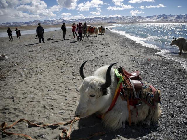 Tourist take pictures of Tibetan people and their yaks as they visit Namtso lake. (REUTERS)