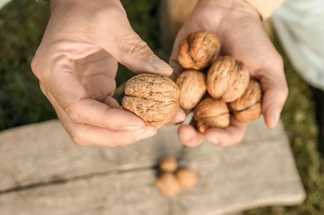 Consuming walnuts may lower the risk of cardiovascular diseases. (Shutterstock)