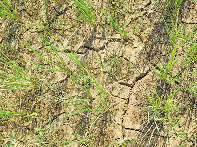 Farmers cut the damaged paddy crop in Tundi block of Dhanbad. (Bijay/HT Photo) Farmers cut the damaged paddy crop in Tundi block of Dhanbad. (Bijay/HT Photo)