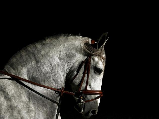 A purebred Spanish horse is pictured during the Sicab International Pre Horse Fair. (REUTERS) A purebred Spanish horse is pictured during the Sicab International Pre Horse Fair. (REUTERS)