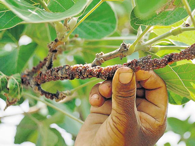 Lac insects planted on a tree as part of farming at Potka in East Singhbhum district.(Arvind Sharma/HT Photo)