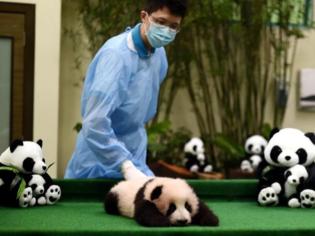 A Malaysian Zoo official displays the 4-month old giant panda cub born to parents Liang Liang and Xing Xing on loan from China. (AFP)