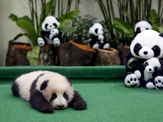 A 4-month old female giant panda cub is displayed for the first time at the Giant Panda Conservation Centre. (AP)