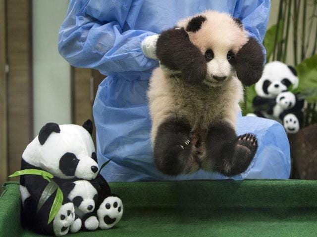 Malaysian zoo personnel carry a 4-month old female giant panda cub for its first public display at the Giant Panda Conservation Centre. (AP)