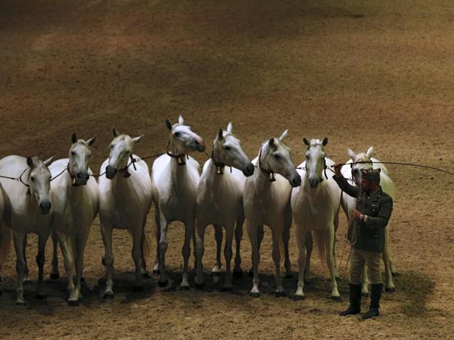 The Andalusian, or pure Spanish horse, has been recognised as a breed since the 15th century. Purebred Spanish mares are led by a Spanish army trainer during the opening show. (REUTERS) The Andalusian, or pure Spanish horse, has been recognised as a breed since the 15th century. Purebred Spanish mares are led by a Spanish army trainer during the opening show. (REUTERS)