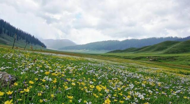 The flowers, meadows and valves of lolab (Late Col Santosh Mahadik/Kupwara tourism on Facebook.) The flowers, meadows and valves of lolab (Late Col Santosh Mahadik/Kupwara tourism on Facebook.)