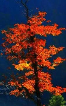 The flaming tree, which attracted a prophetic comment from Col Mahadik. (Kupwara tourism on Facebook.) The flaming tree, which attracted a prophetic comment from Col Mahadik. (Kupwara tourism on Facebook.)