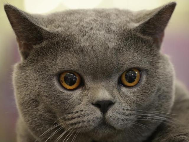 Blue Thunder, a two-year-old British Shorthair, owned by Thai visitor Chatchaneeporn Vatcharothayangkul, stares at the Thailand Cat Show in Bangkok. (AP)