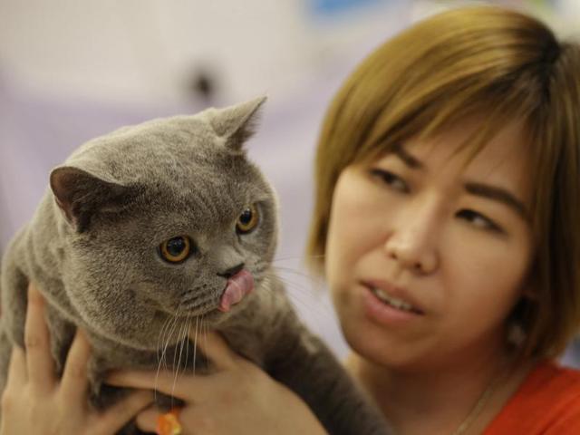 Cats so cute: Blue Thunder must have been the best cat in show. (AP)