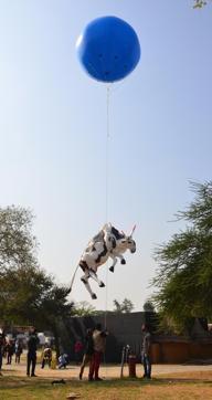 The Bovine Divine installation with the cow floating mid-air. (HT Photo)