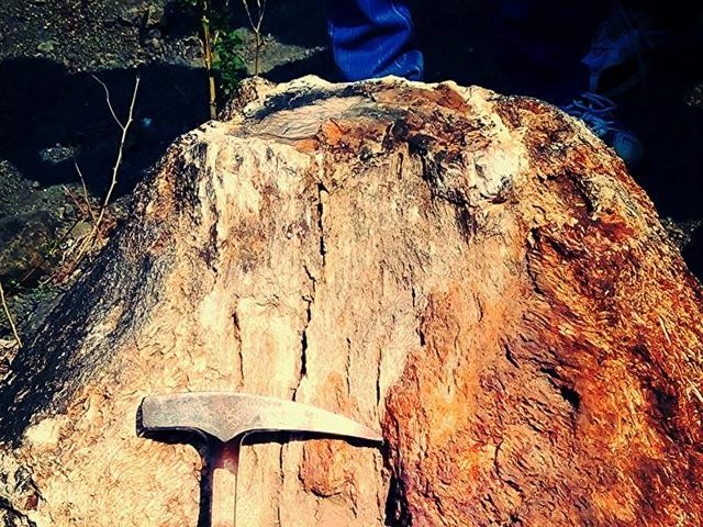 An in-situ fossil of more than 55 million-year-old palm tree.(HT photo) An in-situ fossil of more than 55 million-year-old palm tree.(HT photo)