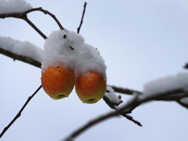 Apples still hanging on a tree are covered in snow in Kaufbeuren, southern Germany, after first snow of the season fell in the region. (AFP) Apples still hanging on a tree are covered in snow in Kaufbeuren, southern Germany, after first snow of the season fell in the region. (AFP)