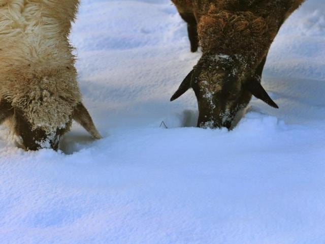 Two sheep search for fresh food under the snow on November 22, 2015 on a meadow near Apfeltrang, southern Germany. (AFP) Two sheep search for fresh food under the snow on November 22, 2015 on a meadow near Apfeltrang, southern Germany. (AFP)