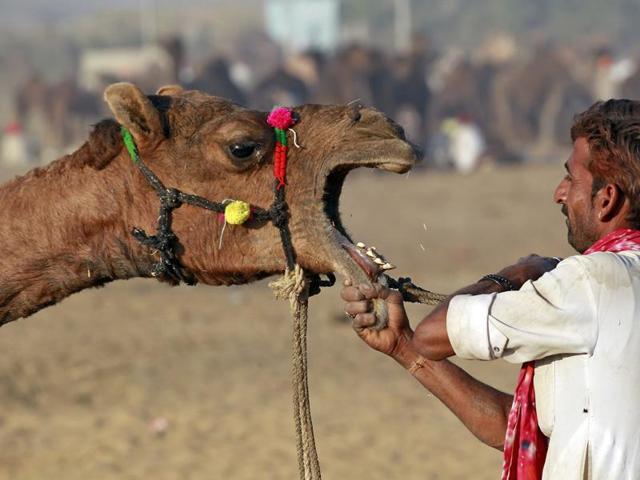 A camel herder removes the rope from the mouth of a camel at the Pushkar Fair in Rajasthan. (REUTERS)