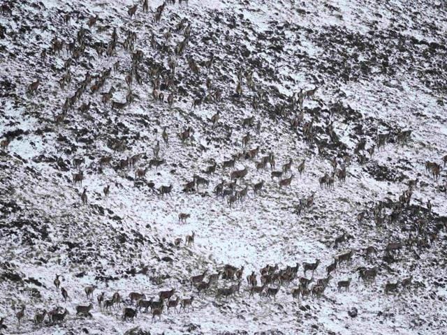 A herd of red deer search for food in the snow-covered hills in Perthshire, Scotland. November 21, 2015. (REUTERS) A herd of red deer search for food in the snow-covered hills in Perthshire, Scotland. November 21, 2015. (REUTERS)