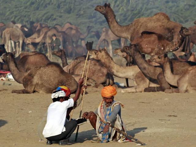 Camel traders wearing traditional headgear rest near their camels at Pushkar Fair in Rajasthan. (REUTERS)