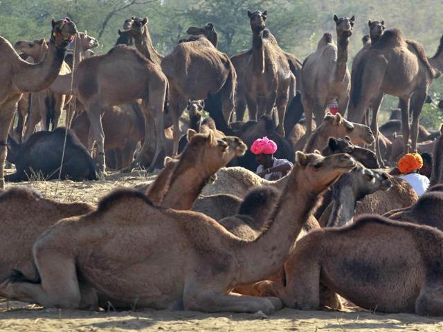 Camel traders wearing traditional headgears sit amid their camels at the Pushkar Fair in Rajasthan. (REUTERS)