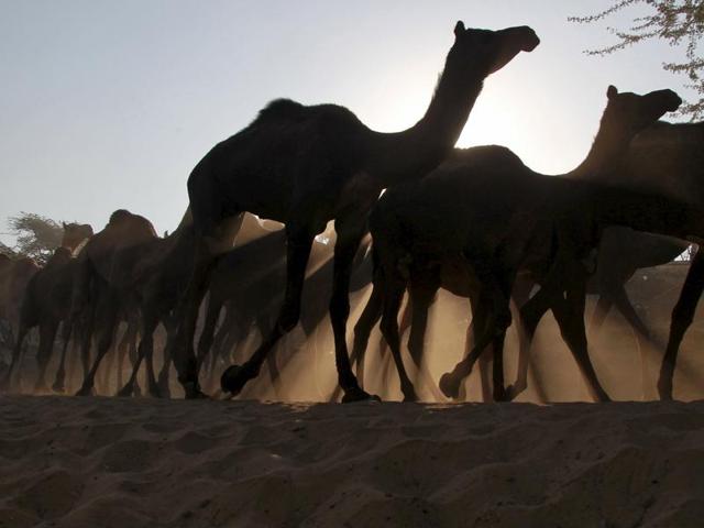 Camels are silhouetted against the rising sun as they arrive with their herders at the Pushkar Fair in Rajasthan. (REUTERS)