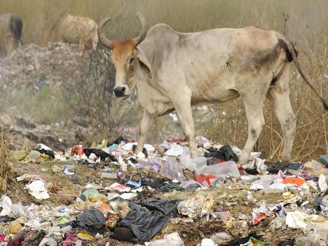 Farmers use cows to thrash paddy after harvesting in a village near Assam. A ban on slaughter doesn’t automatically lead to a flourishing cow population, analysis of government data found.(AP Photo)