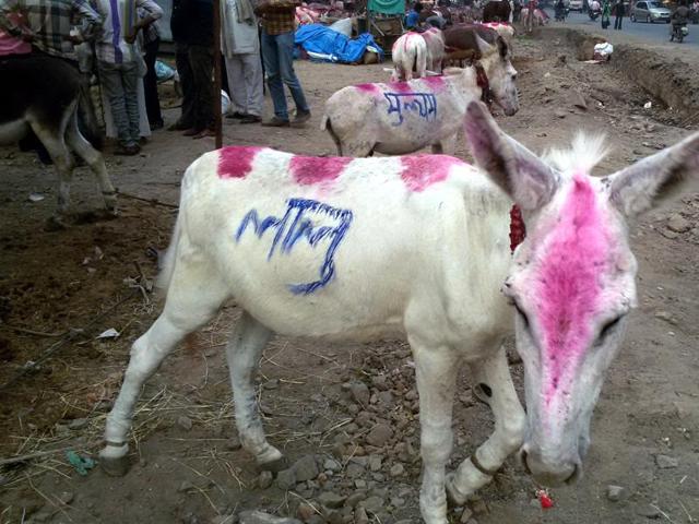 Donkeys with name of politicians on sale at a fair in Ujjain. (HT photo) Donkeys with name of politicians on sale at a fair in Ujjain. (HT photo)