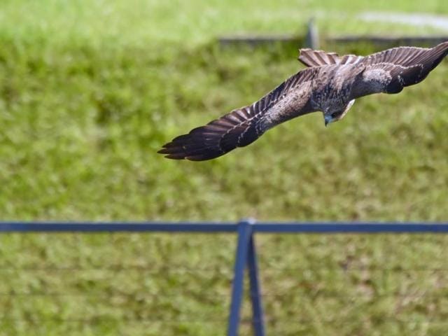 Despite being an opportunistic hunter, Black Kite is more likely to scavenge. (AFP) 