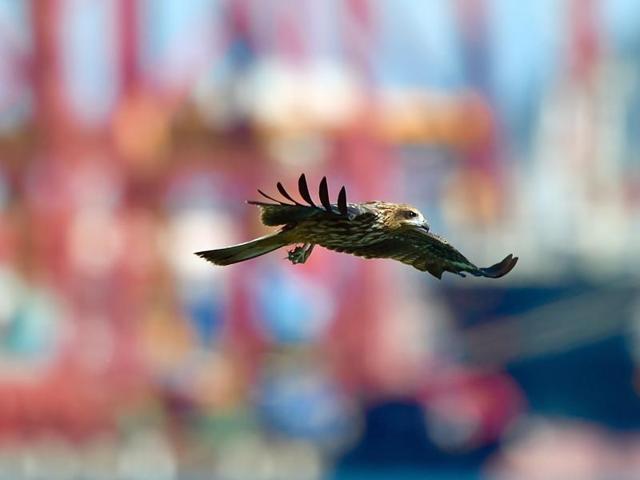 While the bird’s European population is rather small, its South Asian population is much bigger. Recent sightings in Taiwan have meant that more tourists come to Keelung in the hope of spotting one hovering over the harbour. (AFP) 