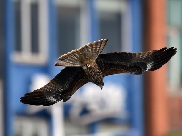 Smaller than a Red Kite, this bird has a forked tail with a generally dark plumage.  (AFP) 