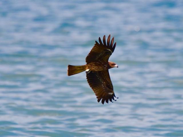 A Black Kite generally feeds on fish, carrion, birds, bats and rodents. (AFP) 