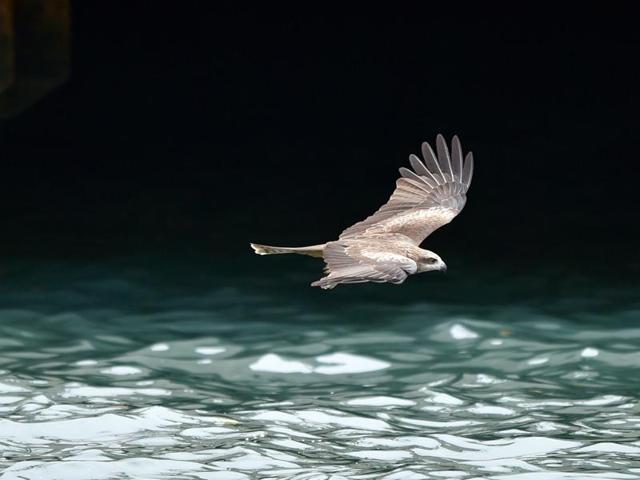 The Black Kite (Milvus Migrans) is a medium-sized bird of prey. A hunting bird, its population saw a dramatic decline in recent years. This picture taken on November 19, 2015 shows one flying near the Keelung harbour, Taiwan. (AFP) 