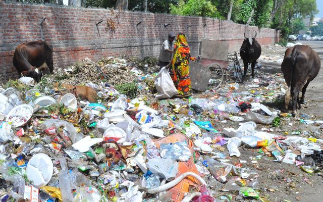 A file photo of stray cattle scouring the garbage in Jalandhar. (HT Photo) A file photo of stray cattle scouring the garbage in Jalandhar. (HT Photo)