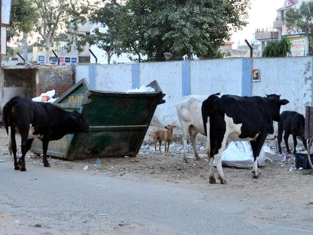 Stray cattle at a garbage dump near BMC Chowk in Jalandhar on Wednesday. (Pardeep Pandit/HT Photo) Stray cattle at a garbage dump near BMC Chowk in Jalandhar on Wednesday. (Pardeep Pandit/HT Photo)