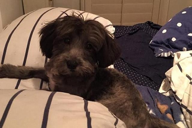 Someone made a GoFundMe page for the little pooch, which caught the eye of the Furious 7 actor and he donated $1500 toward the $5000 goal. (Dwayne Johnson / GoFundme) Someone made a GoFundMe page for the little pooch, which caught the eye of the Furious 7 actor and he donated $1500 toward the $5000 goal. (Dwayne Johnson / GoFundme)