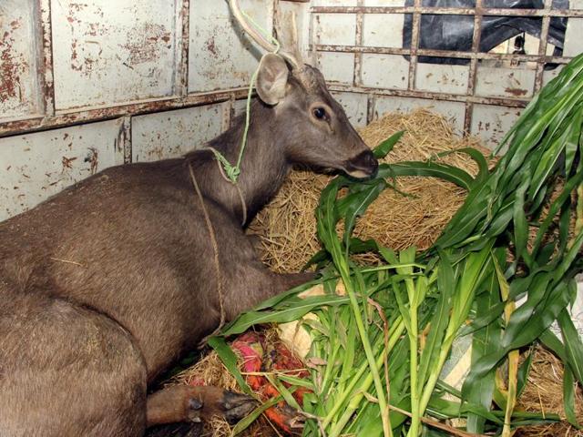 The injured swamp deer in vehicle outside Deer Safari Park in Bathinda. (Sanjeev Kumar/HT) The injured swamp deer in vehicle outside Deer Safari Park in Bathinda. (Sanjeev Kumar/HT)