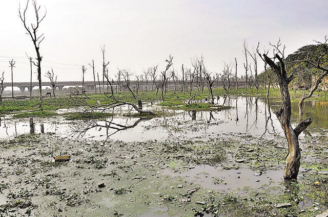 Trees behind Mahamaya stadium stand in at least two feet of drainage. (Sakib Ali/HT Photo)