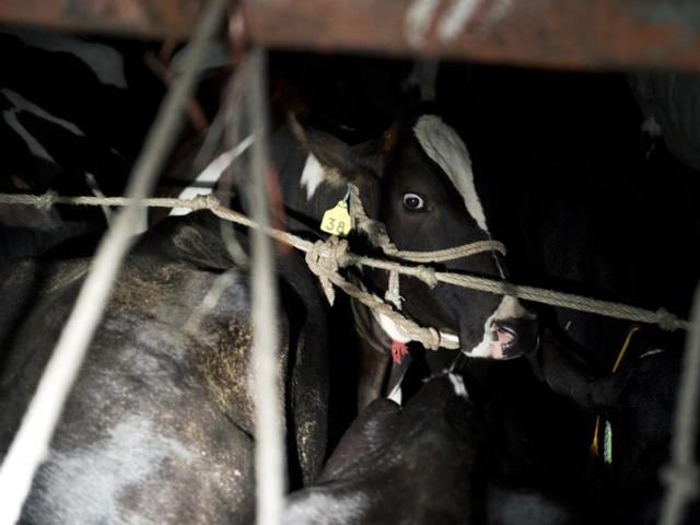 A cow is seen inside a truck after being checked by volunteers of the Gau Raksha Dal (Cow Protection Squad) as they inspect trucks on a highway in Taranagar, Rajasthan. This cow was being legally transported to a dairy. Cow slaughter and consumption of beef are banned in Rajasthan and many states.(AFP Photo)