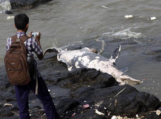 The six-and-a-half-foot Indo-Pacific humpback dolphin was wedged between rocks and was spotted around 11.30am during high tide, said the members of the local fishing community. (Arijit Sen/HT photo) The six-and-a-half-foot Indo-Pacific humpback dolphin was wedged between rocks and was spotted around 11.30am during high tide, said the members of the local fishing community. (Arijit Sen/HT photo)