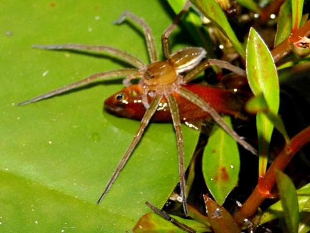 An Australian arachnophobe attracted the attention of police after his energetic attempts to kill a spider. (Representational Photo) An Australian arachnophobe attracted the attention of police after his energetic attempts to kill a spider. (Representational Photo)