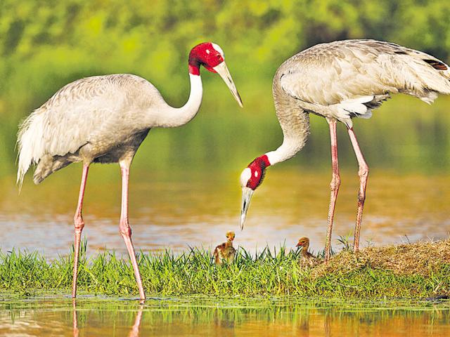 Up Forest Dept To Organise Bird Festival In Three Wetlands From December 4 6 Hindustan Times 5490