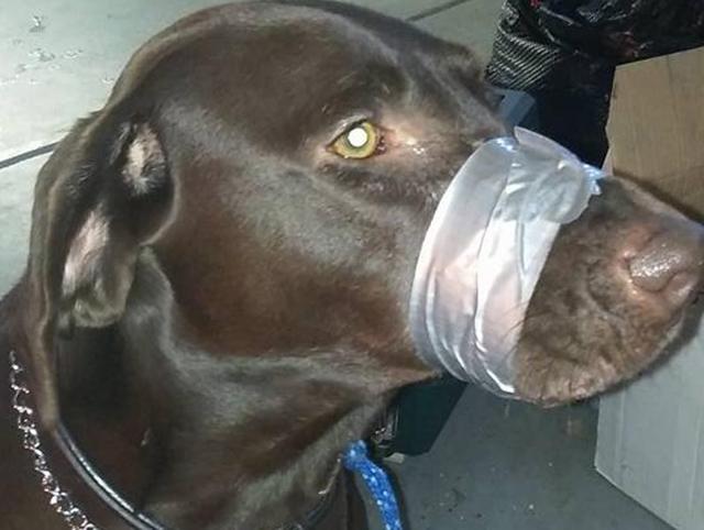 Katie Brown, the woman who taped her dog’s mouth and posted its picture on Facebook. (Facebook) Katie Brown, the woman who taped her dog’s mouth and posted its picture on Facebook. (Facebook)